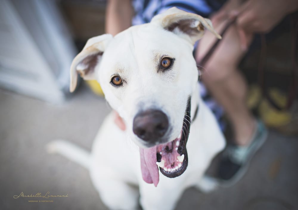 Mishelle Lamarand Photography, Michigan Wedding Photographer, West Bloomfiled Wedding Photographer, Michigan Engagament Shoot, Metro Detroit Wedding Photographer